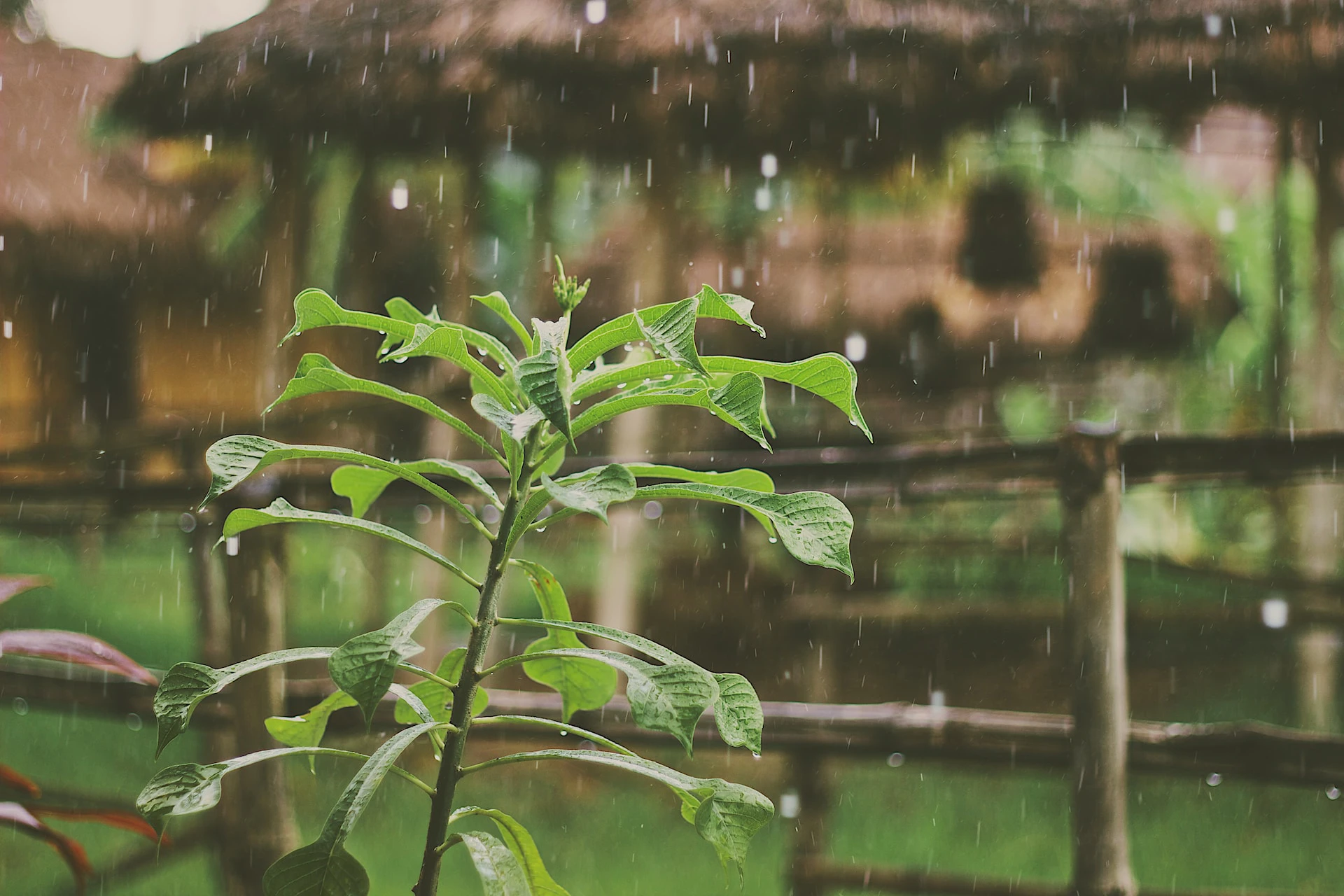 Plant getting rained on in front of wooden fence