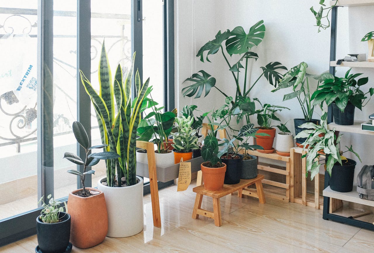 Potted Green Indoor Plants in well-lit room