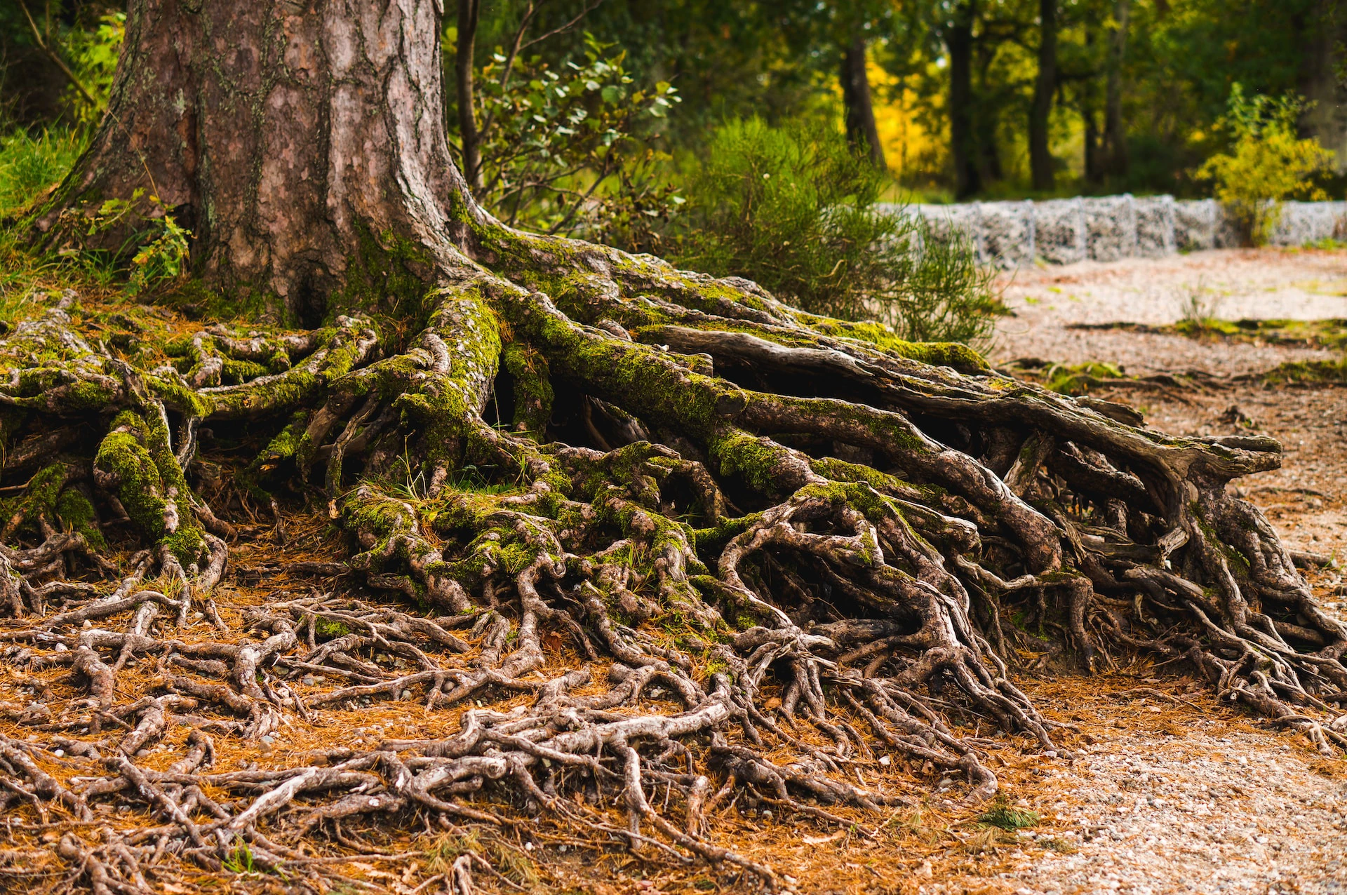 Thick tree roots growing out of tree trunk