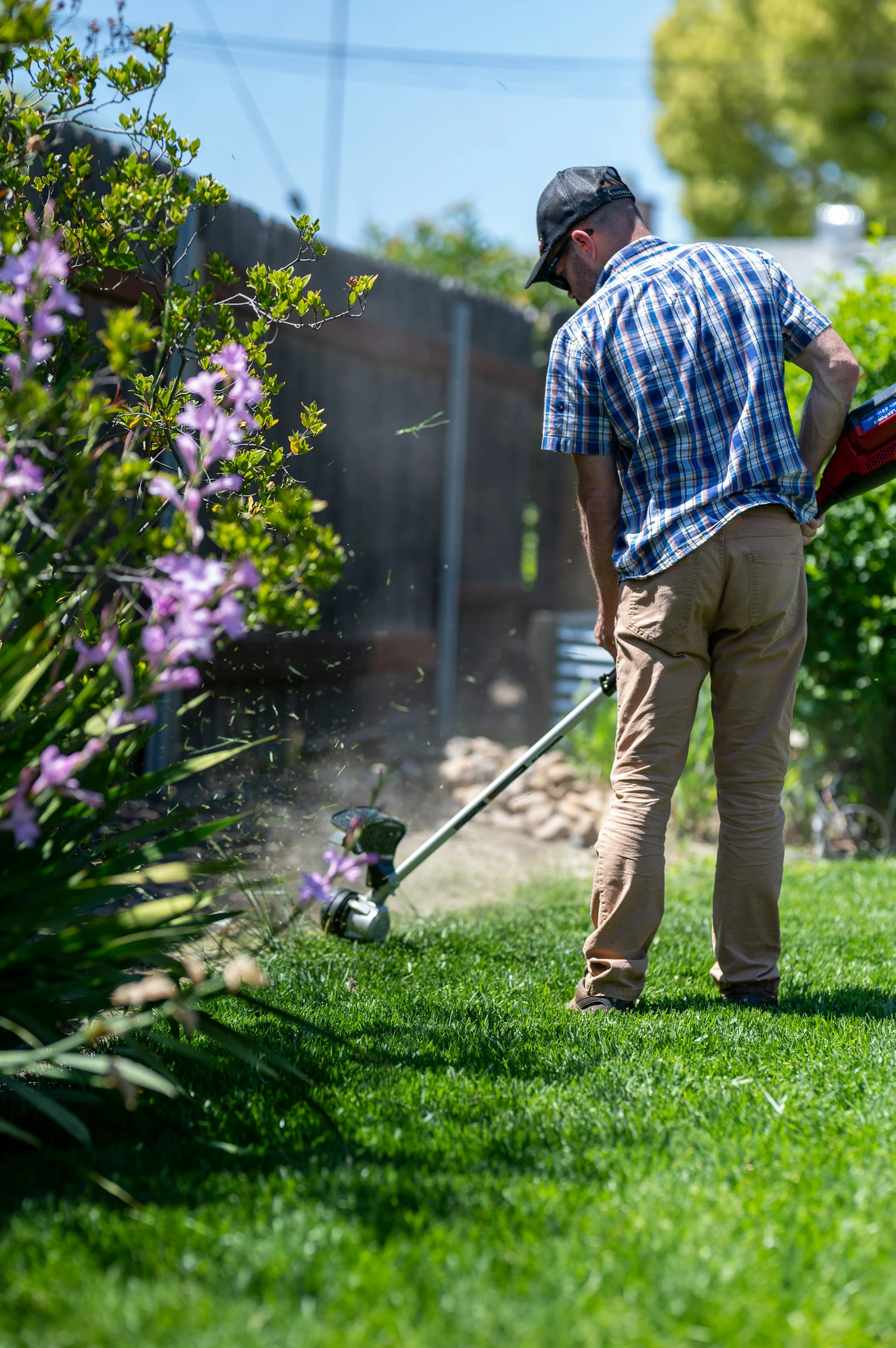 man in blue shirt cutting the lawn, flowering push in the centre