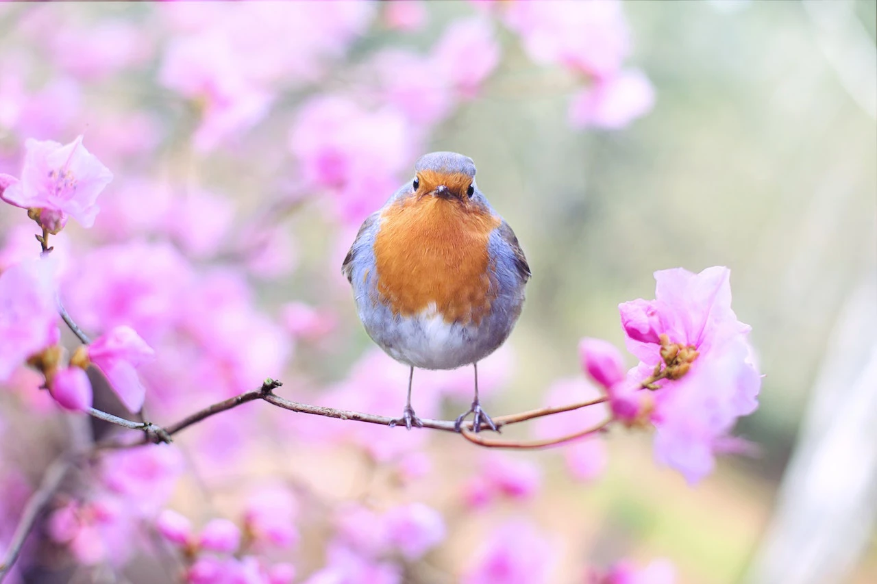 Robin on branch with pink flowers