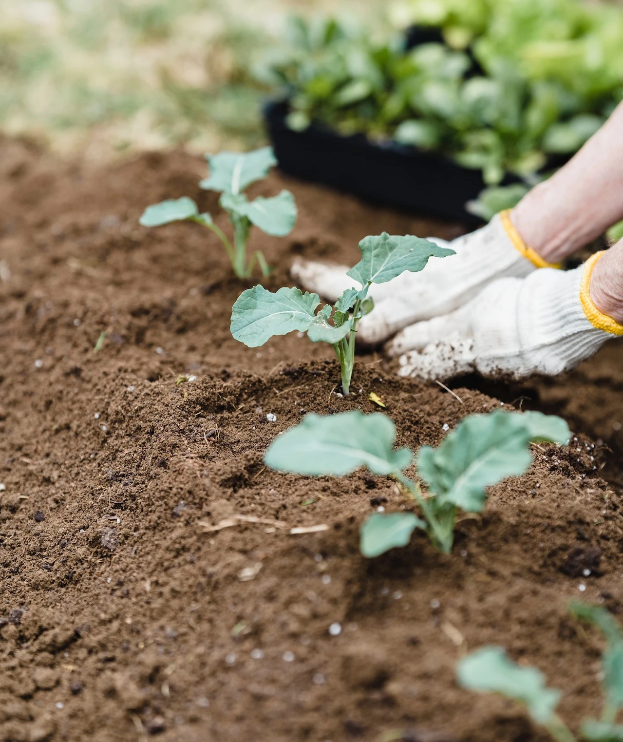 Person planting vegetables