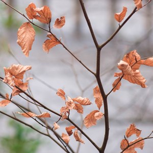 Why should I get advice on life and critical illness cover?