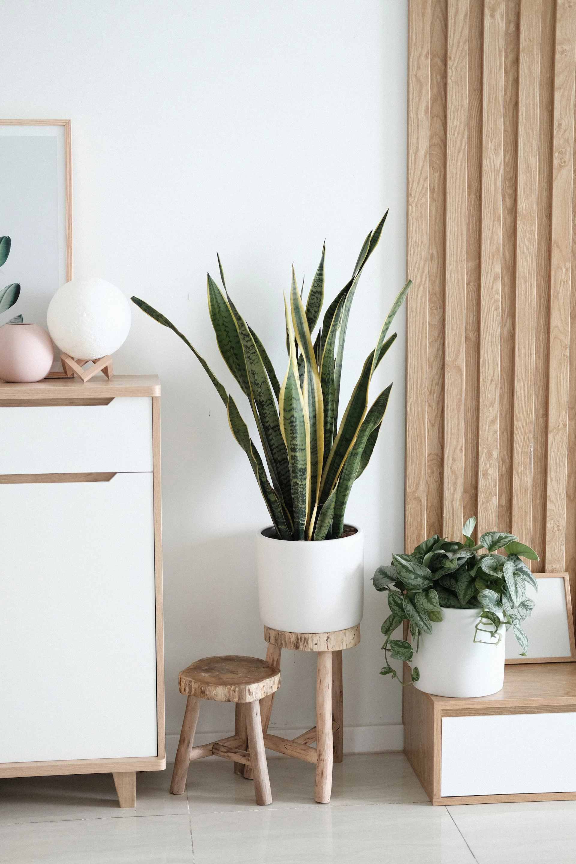 Indoor plants for green homes