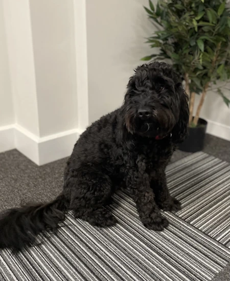 Meet Hugo!