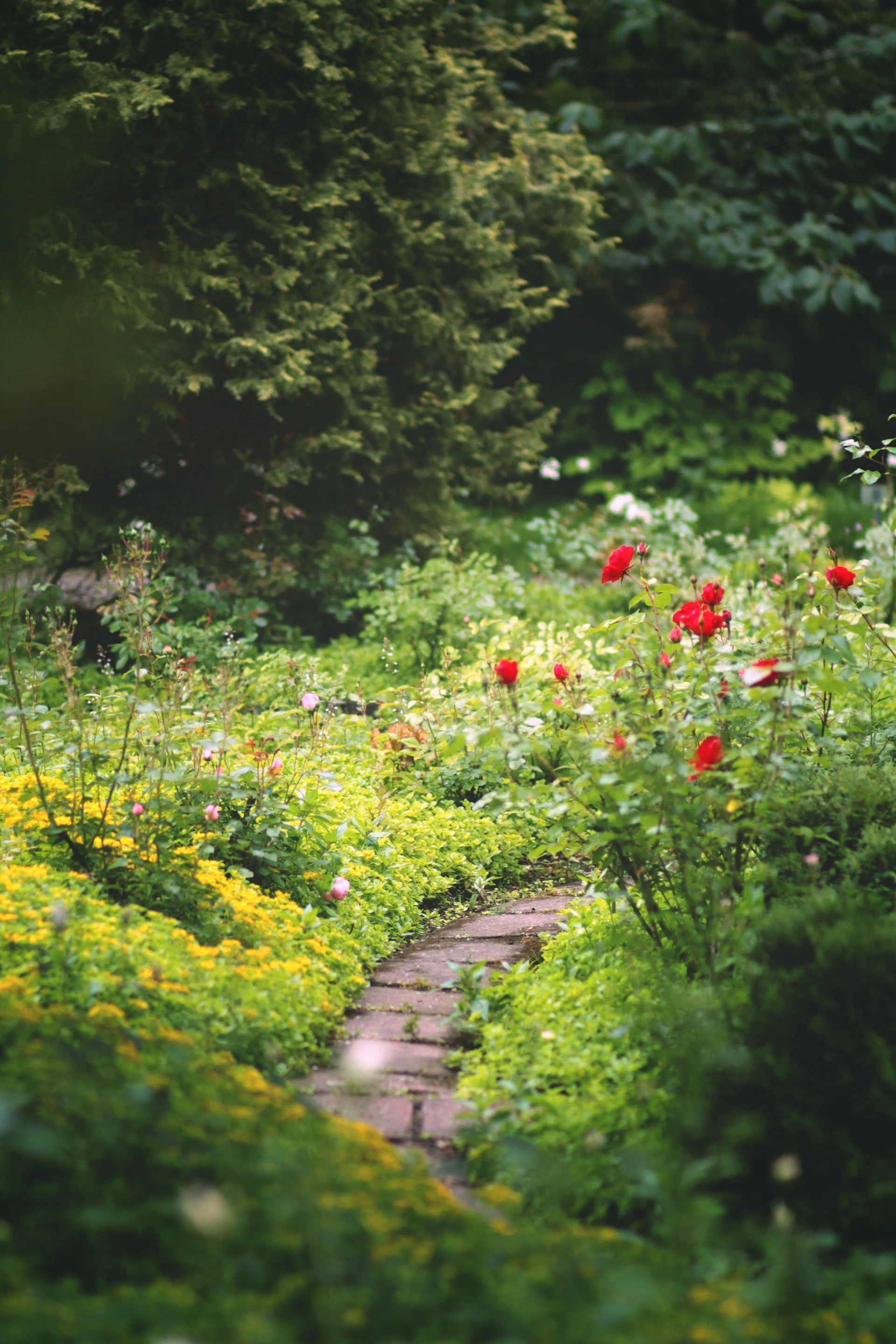 lush green garden with stone path moving through - red poppies on the right