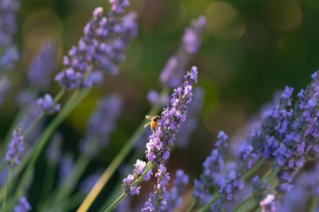 How to make your garden greener