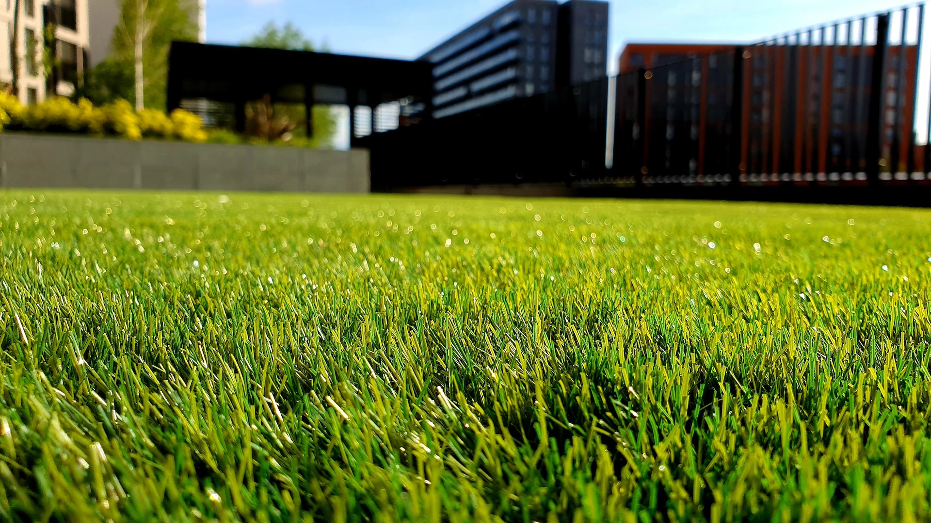 Close up of a real grass lawn