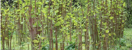 Japanese Knotweed – how this pest could attack your property