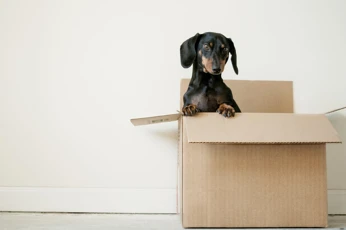 7 things to do when moving house