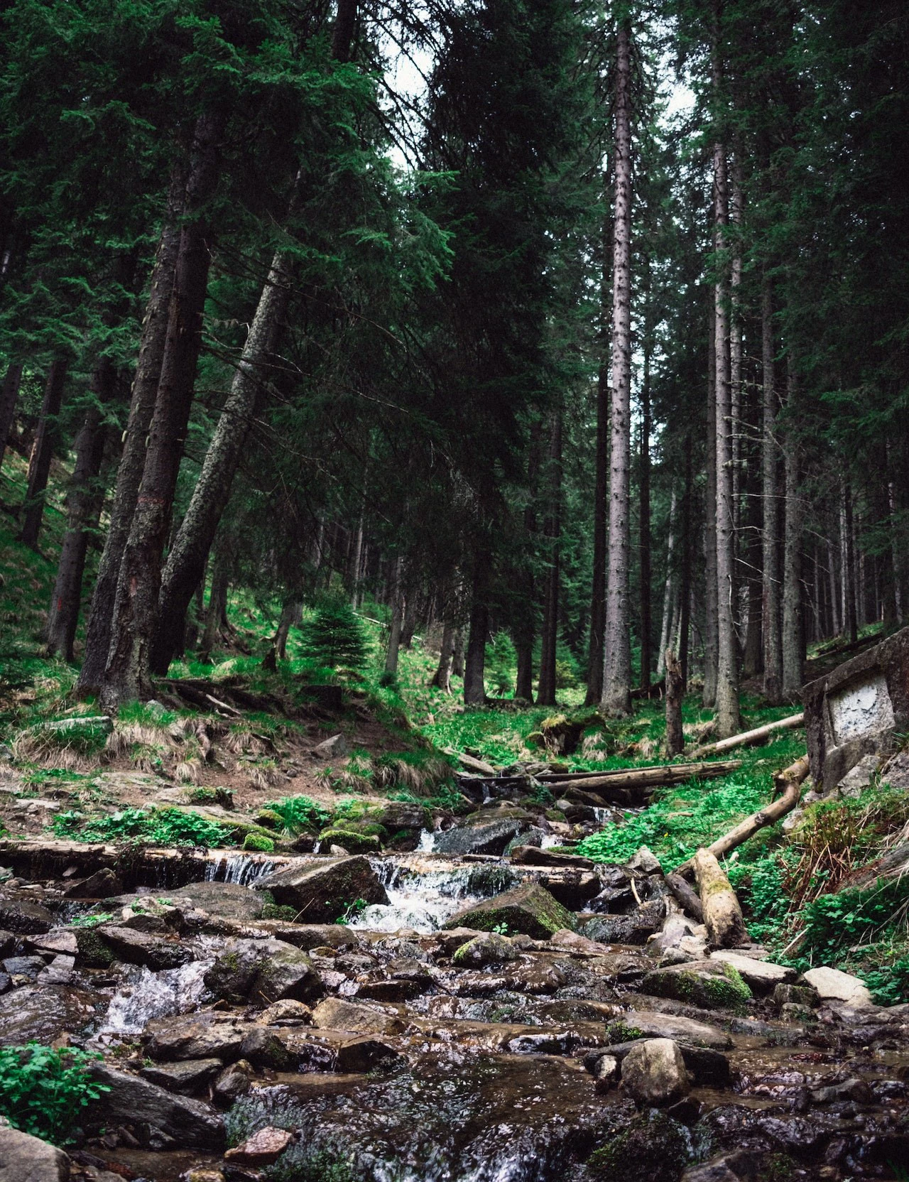 trees and a stream in a forest