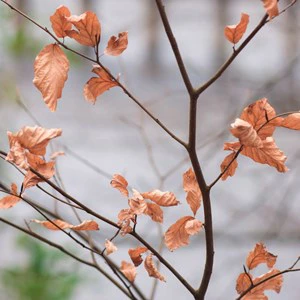 Why should I get advice on life and critical illness cover?